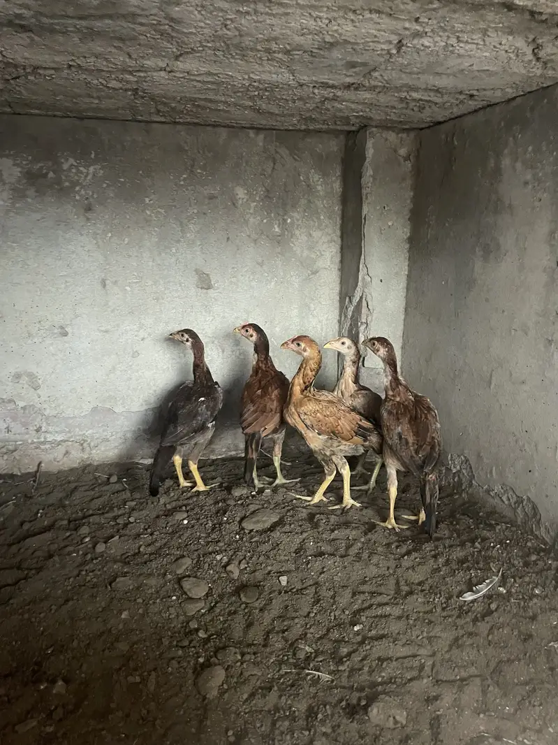 mianwali aseel chicks 03314101917 — photo 5