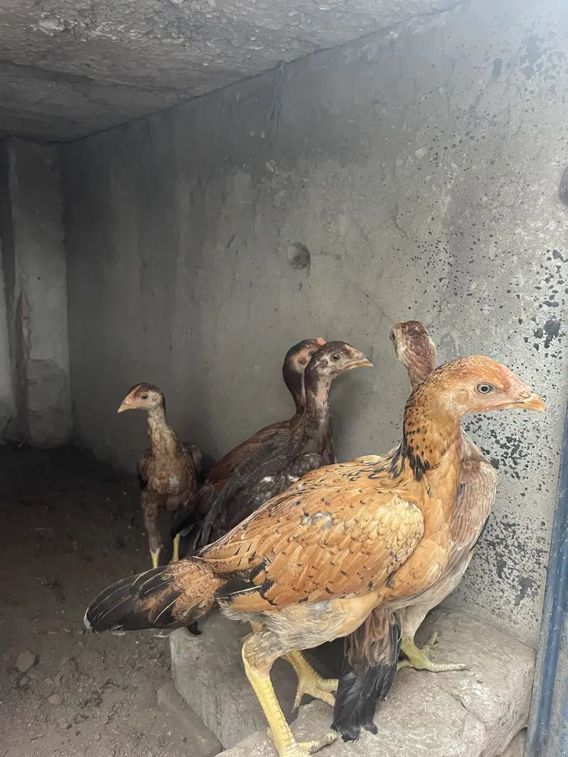 mianwali aseel chicks 03314101917 — photo 6