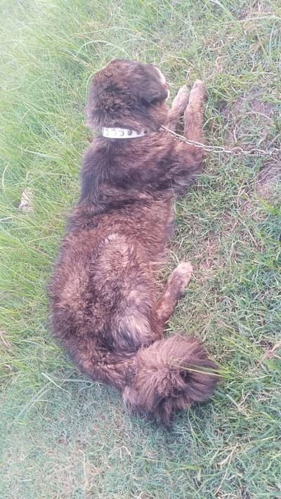 pure bakrwal breeze female for sale