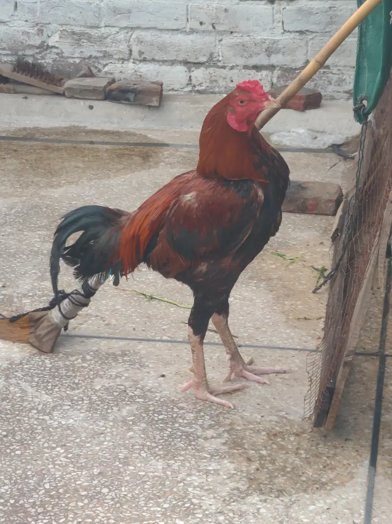 sindhi aseel active male — photo 2