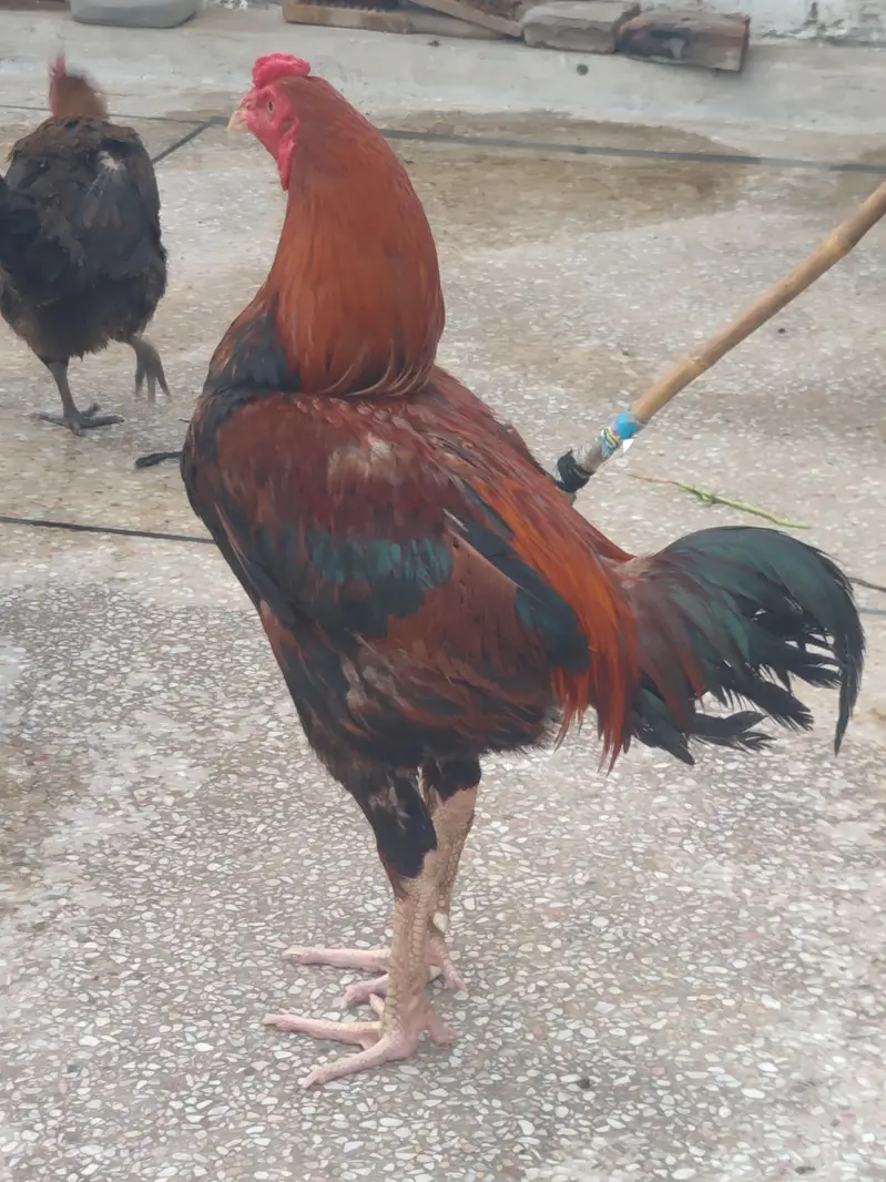 sindhi aseel active male — photo 3