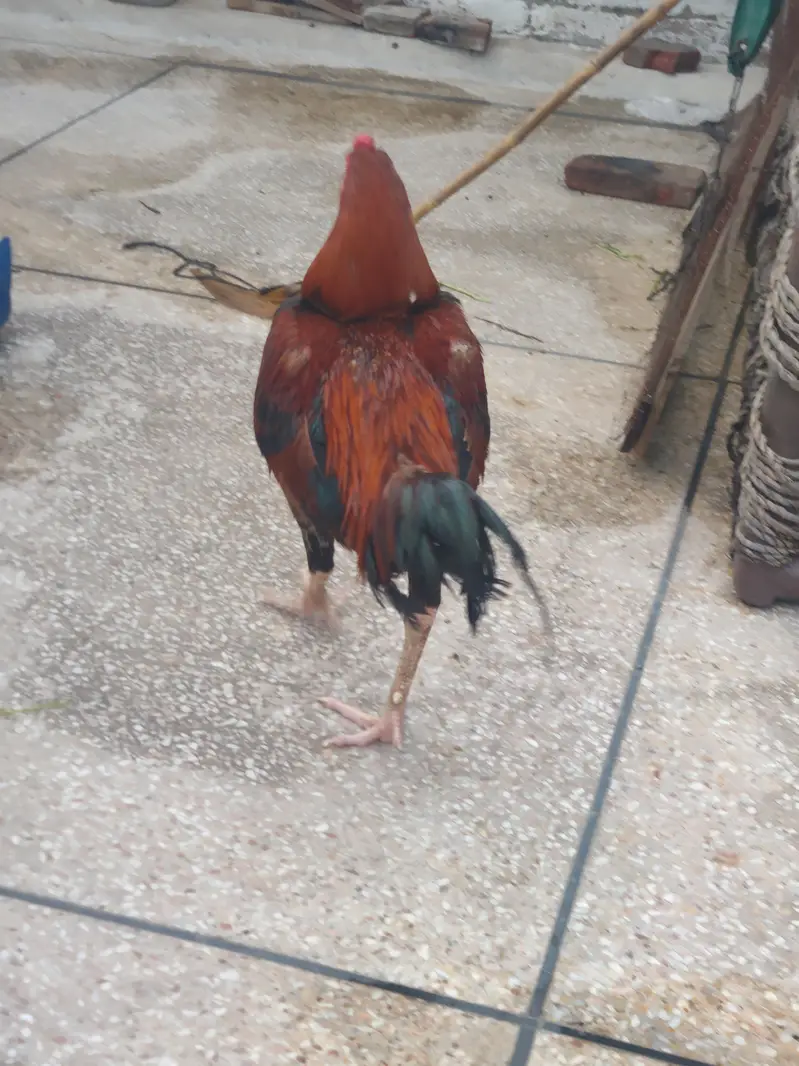 sindhi aseel active male — photo 4
