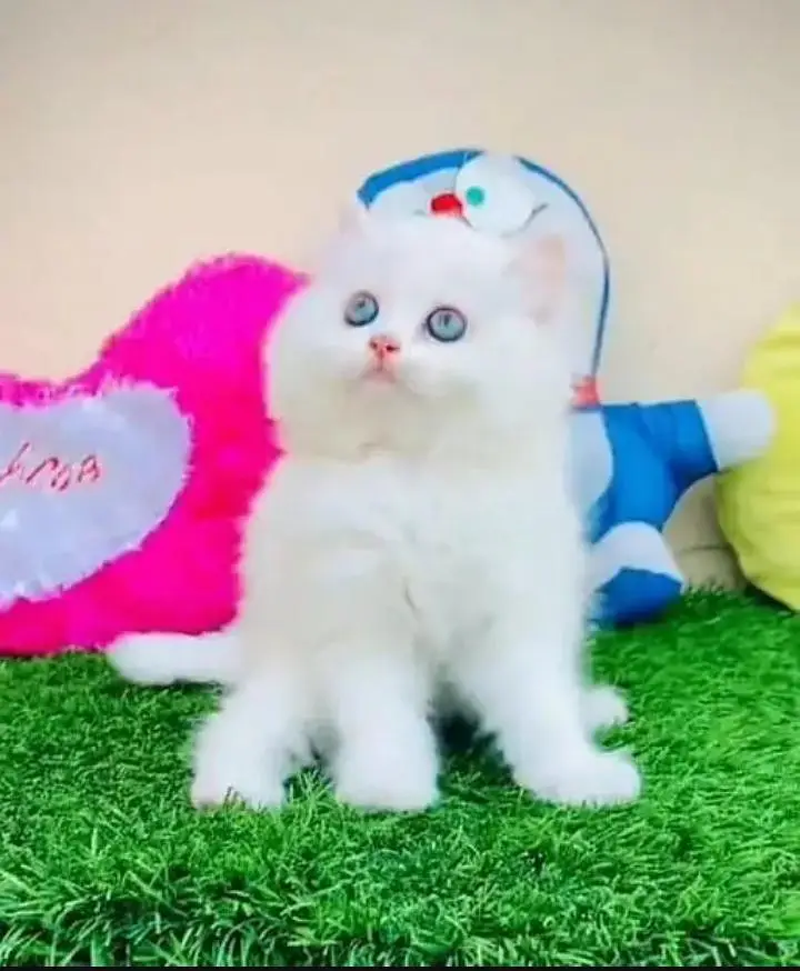 (Persian female kitten) (for sale all) (Pakistan delivery available) — photo 3