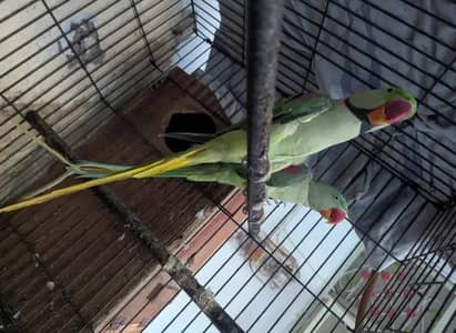 Kashmiri raw parrot single and pear available for sale