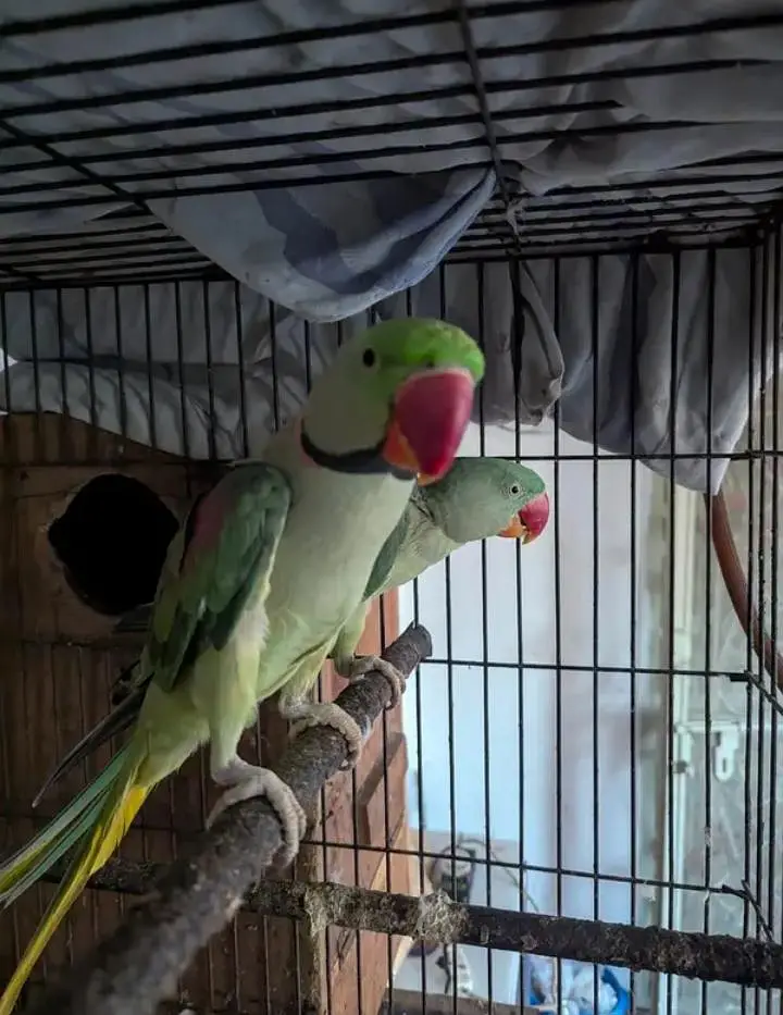Kashmiri raw parrot single and pear available for sale — photo 2