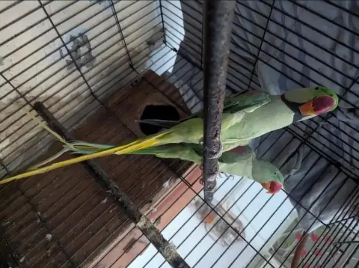 Kashmiri raw parrot single and pear available for sale — photo 3