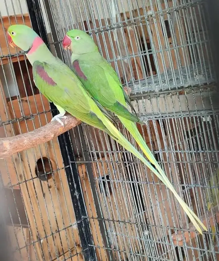 Kashmiri raw parrot single and pear available for sale — photo 4