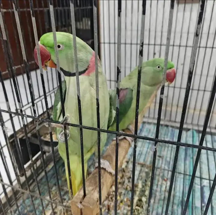 Kashmiri raw parrot single and pear available for sale — photo 5