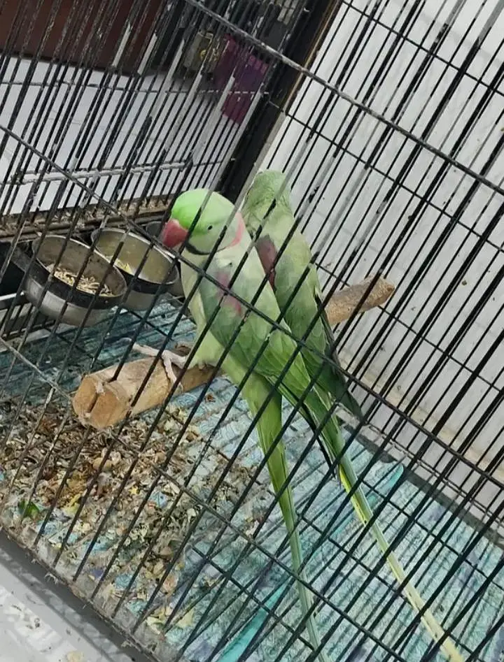Kashmiri raw parrot single and pear available for sale — photo 6