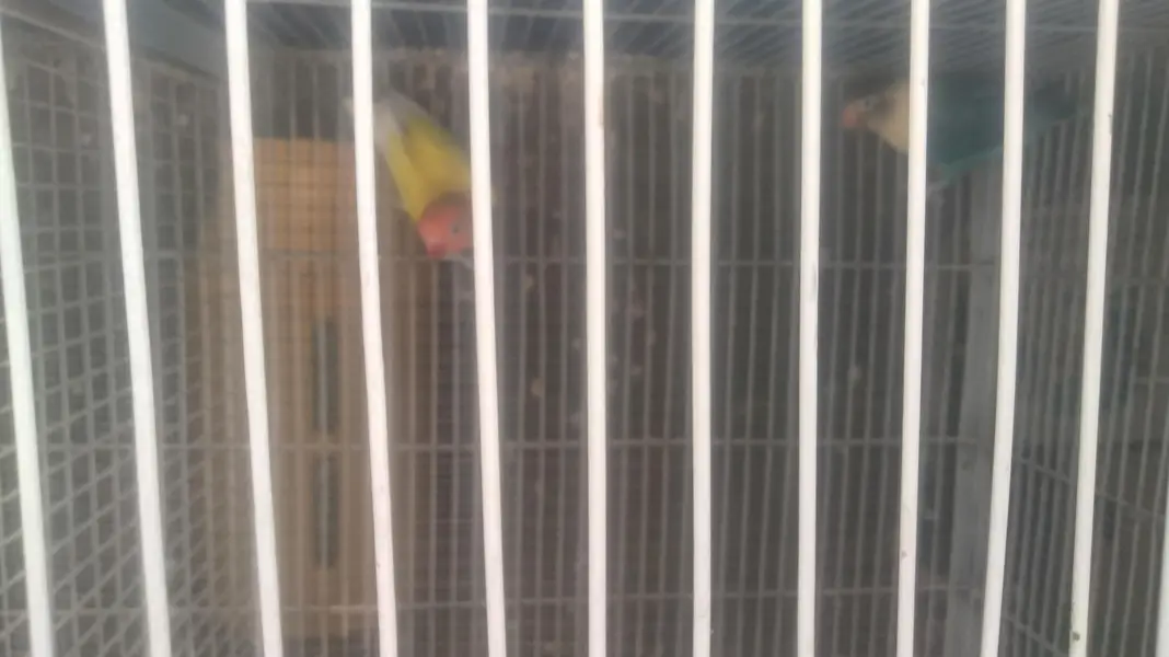 saleing 6 portion cage with birds — photo 2