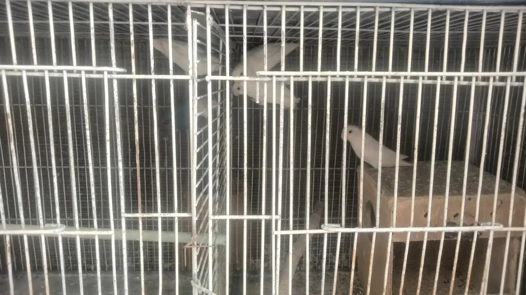 saleing 6 portion cage with birds — photo 3