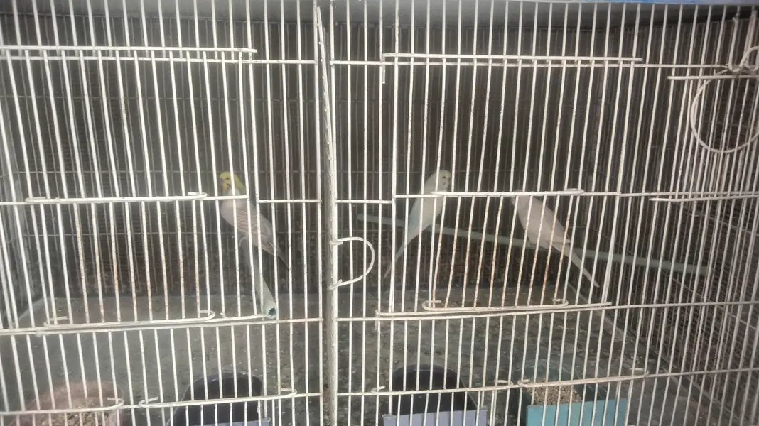 saleing 6 portion cage with birds — photo 4