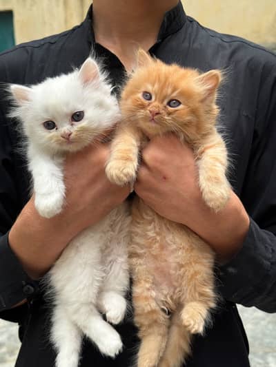Pure Persian kitten pair