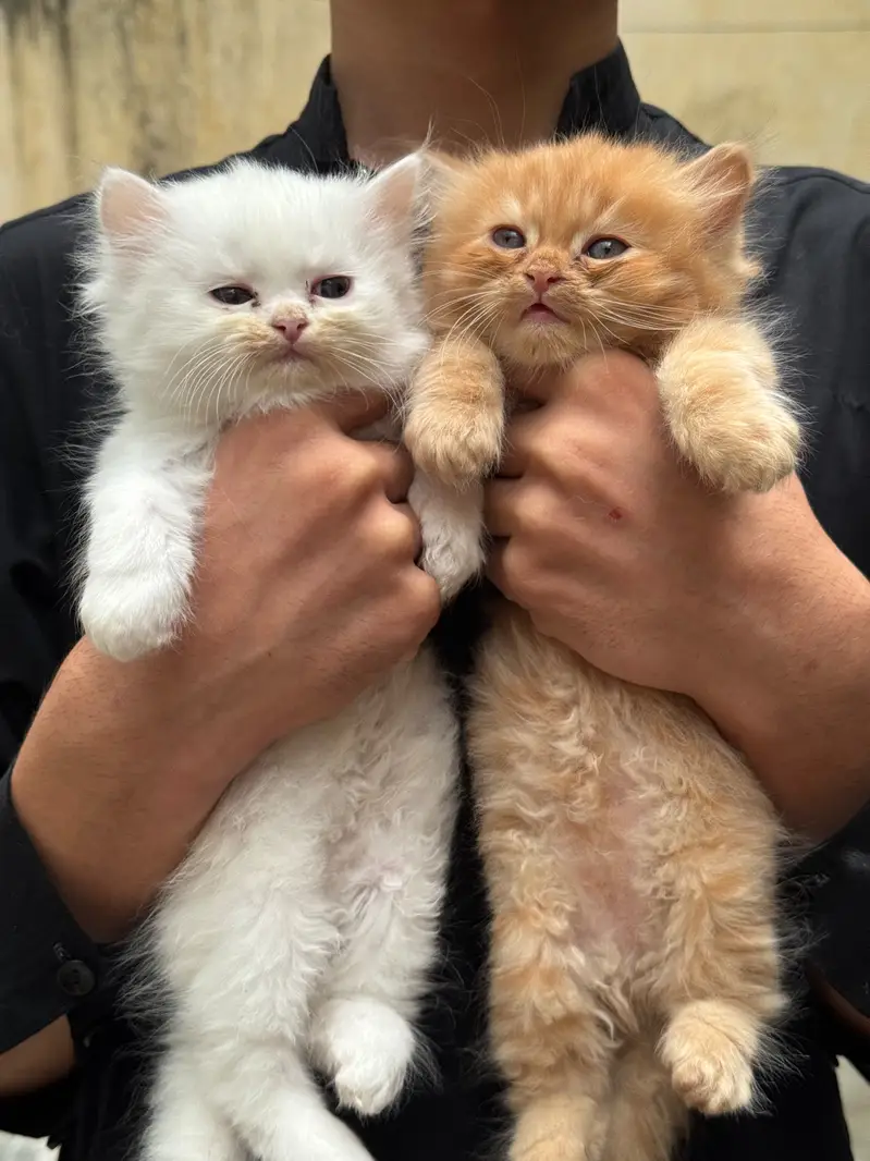 Pure Persian kitten pair — photo 2