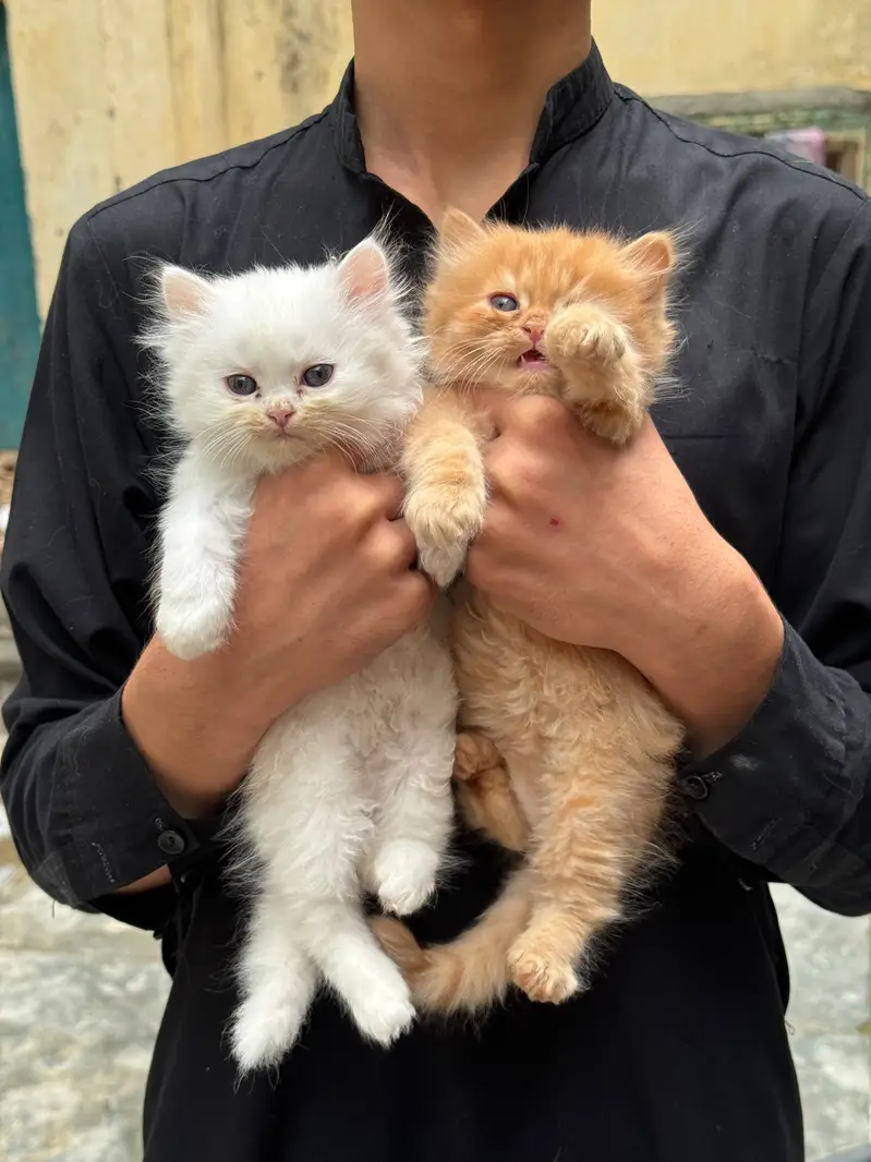 Pure Persian kitten pair — photo 3