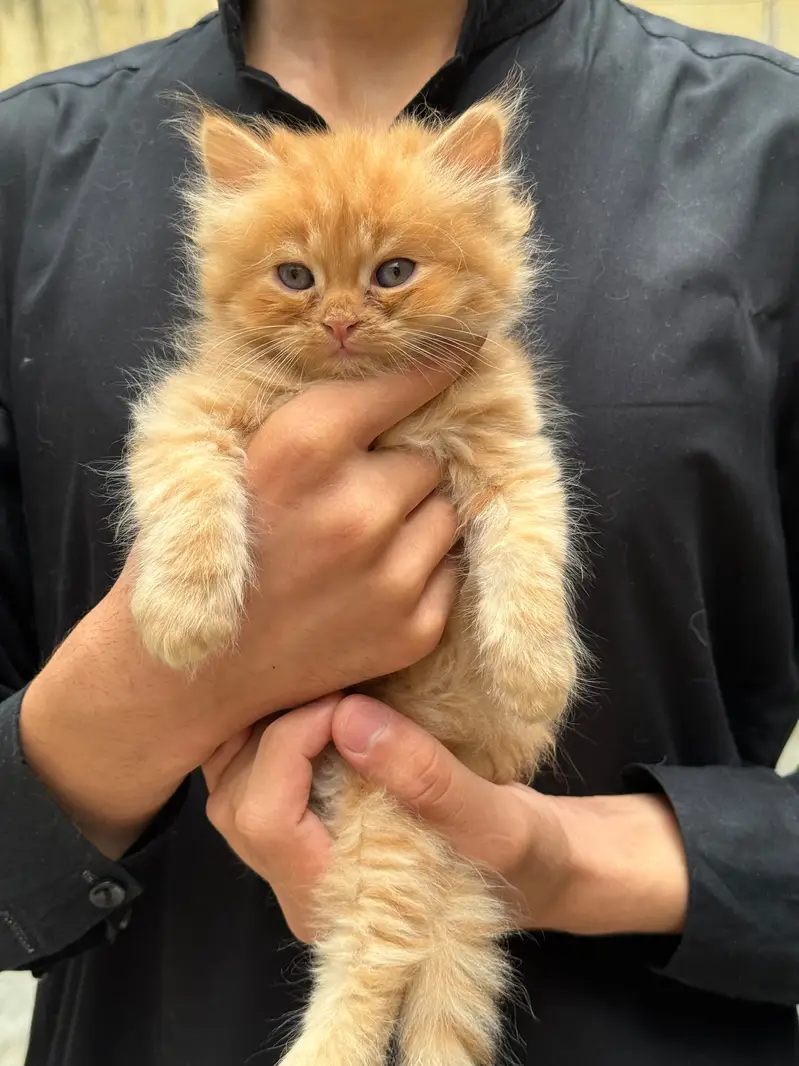 Pure Persian kitten pair — photo 4