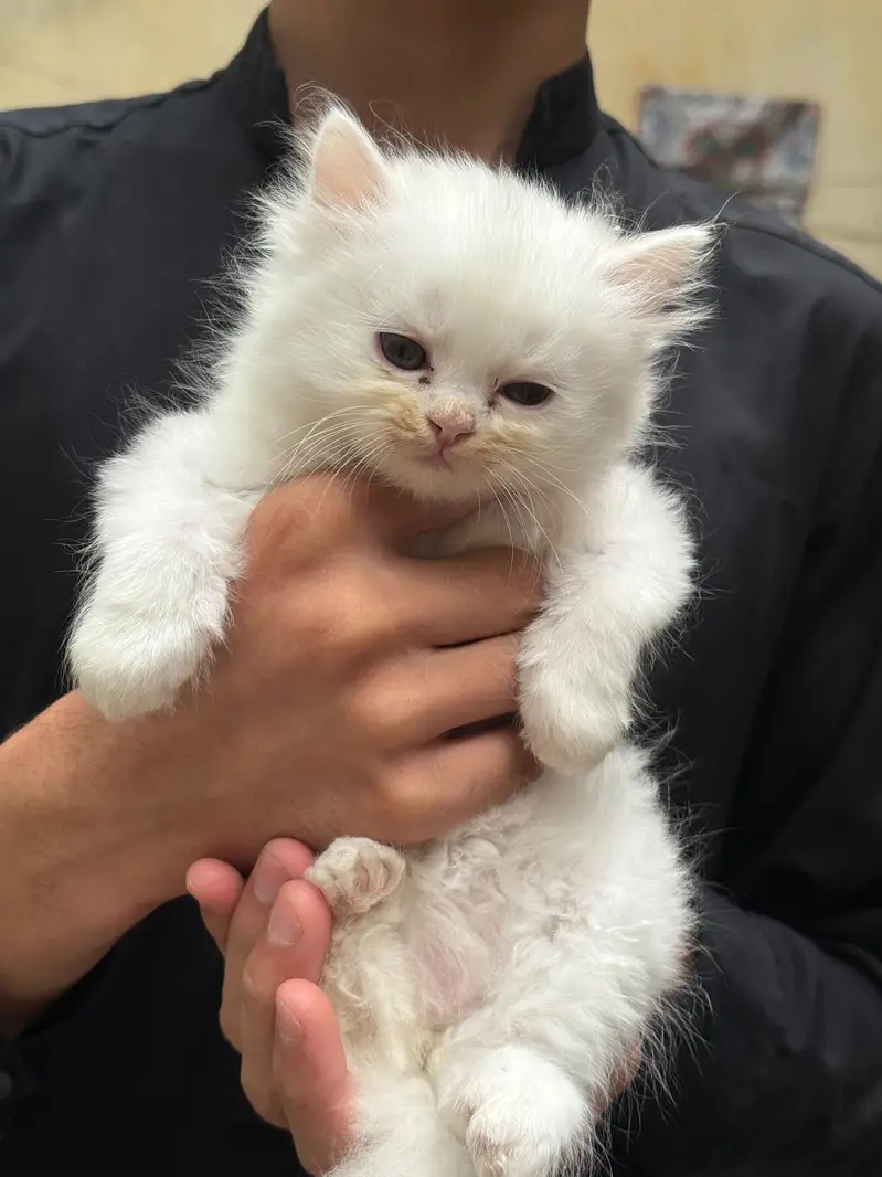 Pure Persian kitten pair — photo 5