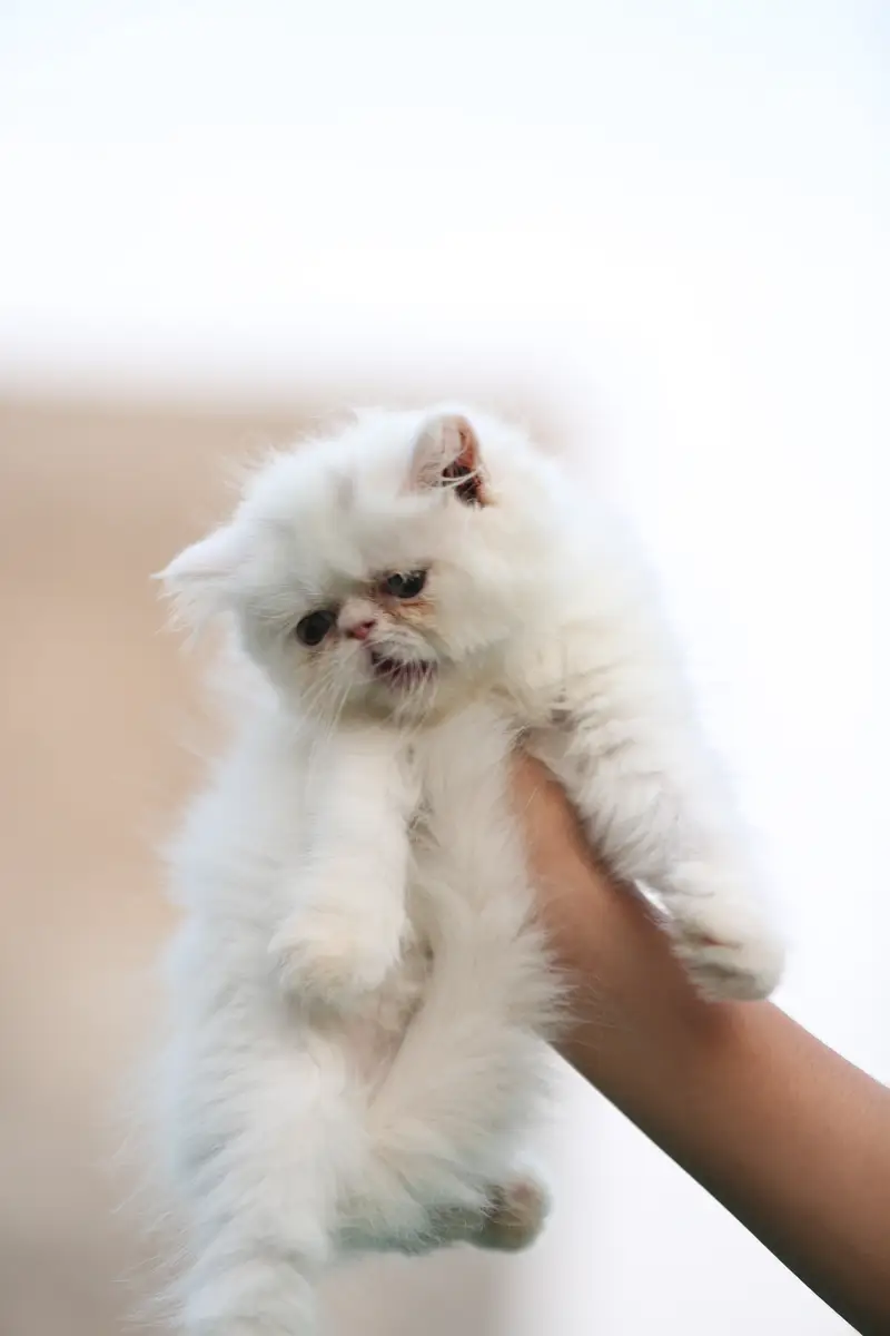 Persion van piki kitten — photo 11