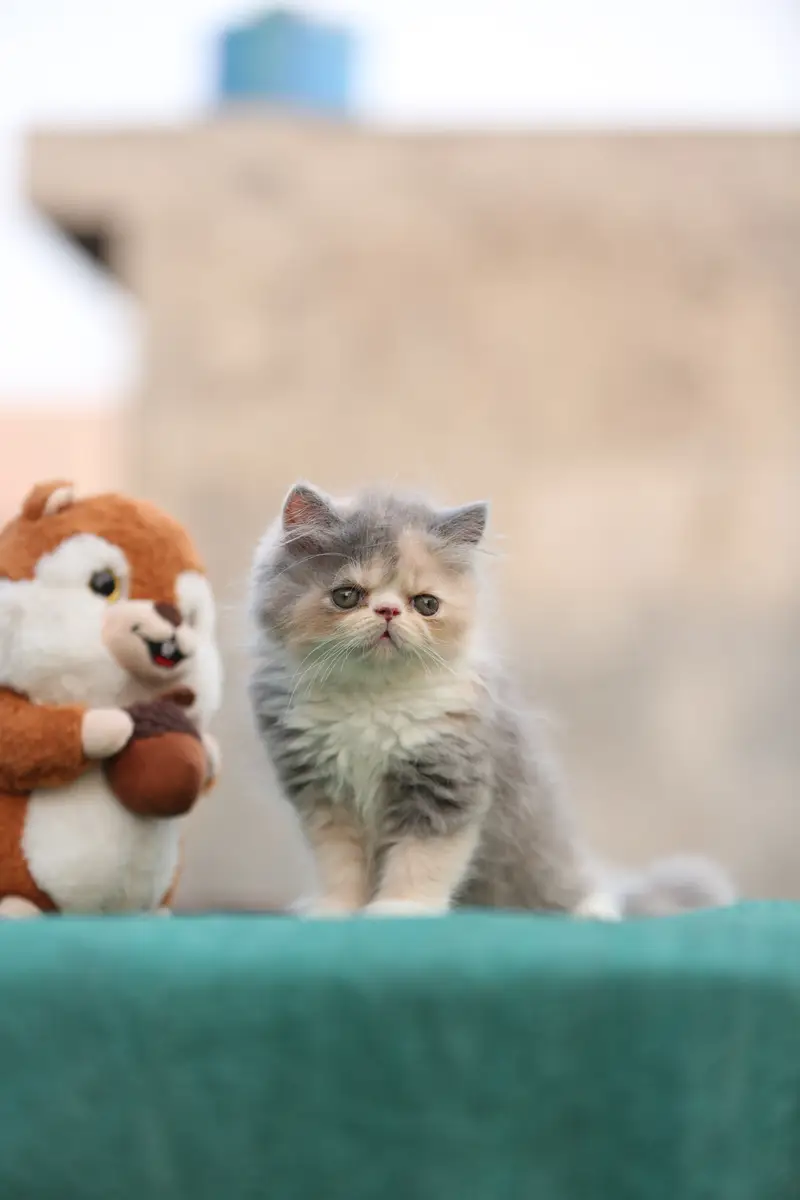 Persion van piki kitten — photo 2
