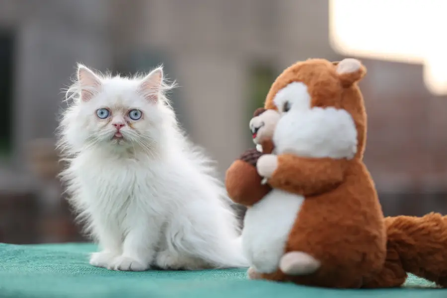 Persion van piki kitten — photo 3