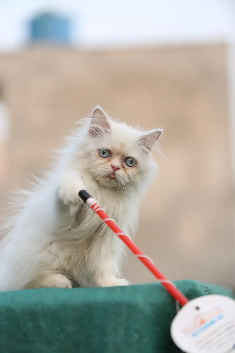 Persion van piki kitten — photo 4