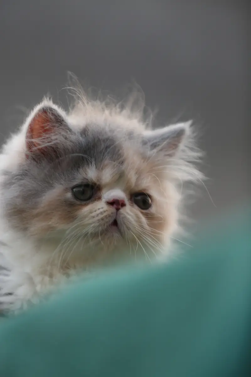 Persion van piki kitten — photo 5