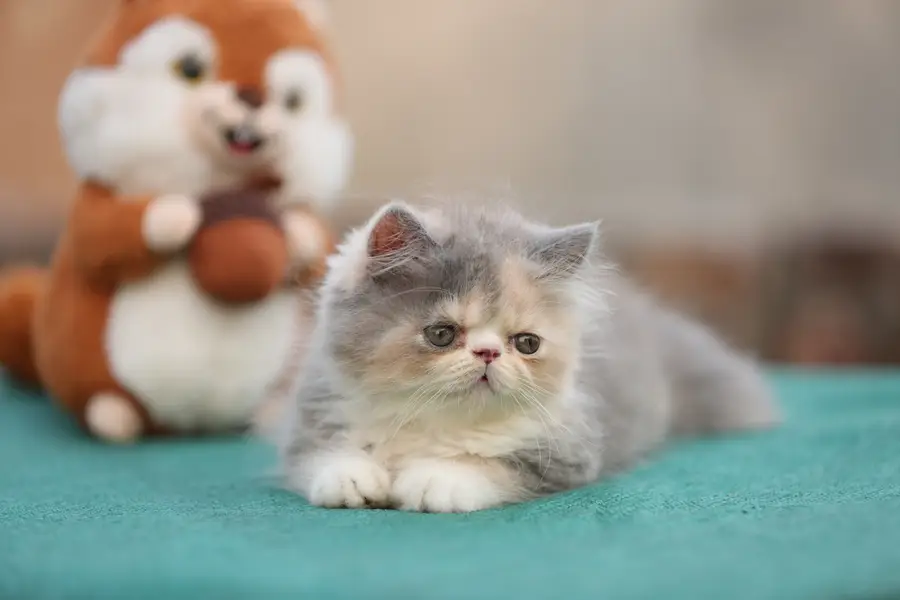 Persion van piki kitten — photo 6