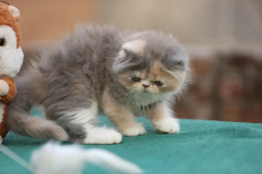 Persion van piki kitten — photo 7