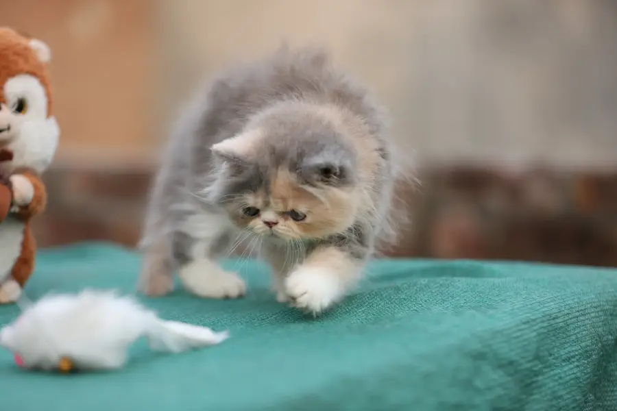 Persion van piki kitten — photo 8