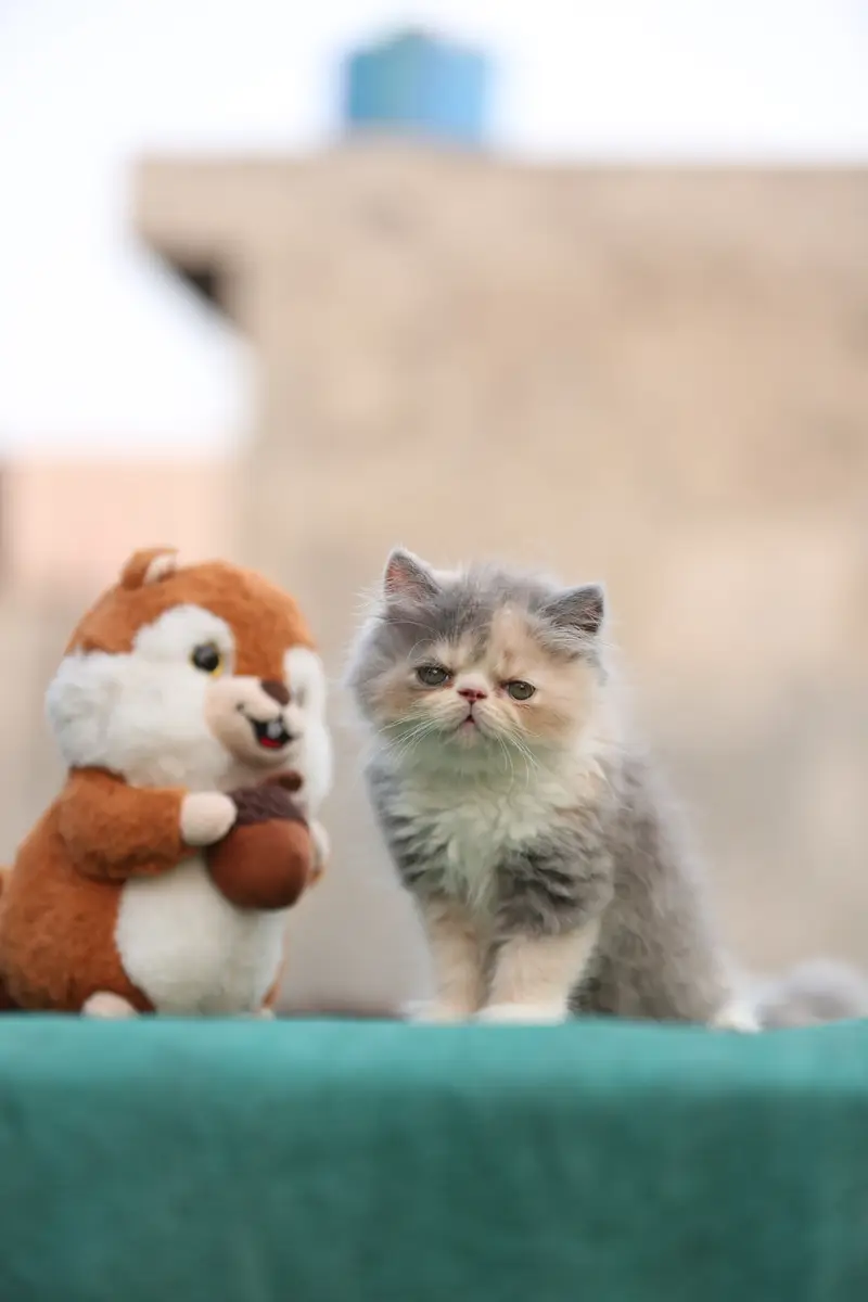Persion van piki kitten — photo 9