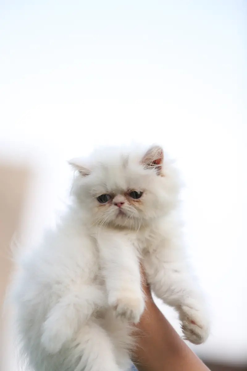 Persion van piki kitten — photo 10