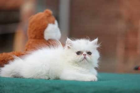 Persion van piki kitten