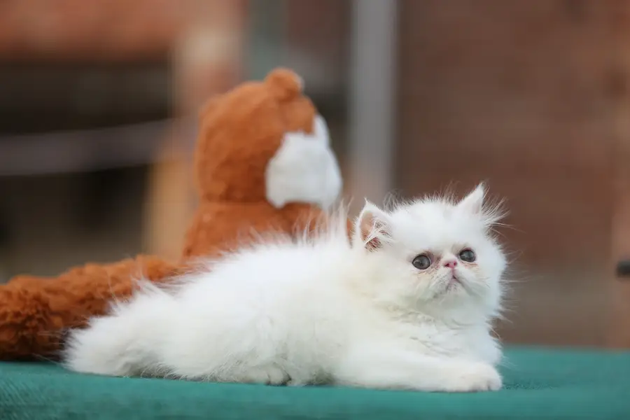Persion van piki kitten — photo 12