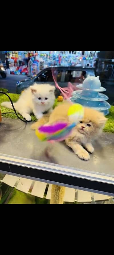 persian cat for sale MywatsapppNumber 0309-37-13-771