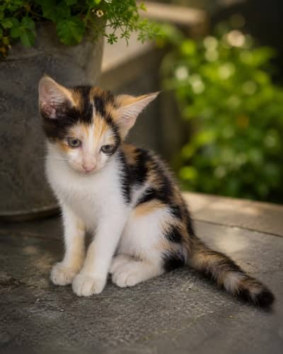  Beautiful Calico Kitten For Sale 