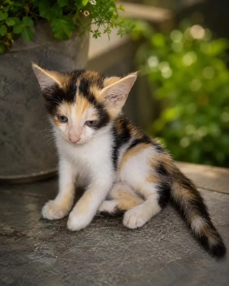  Beautiful Calico Kitten For Sale  — photo 2