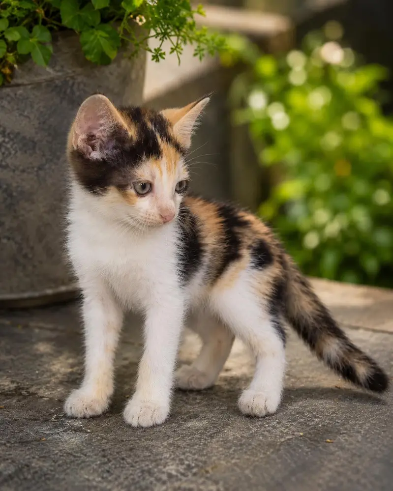  Beautiful Calico Kitten For Sale  — photo 3