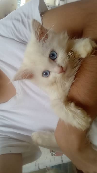 White Persian Kittens available