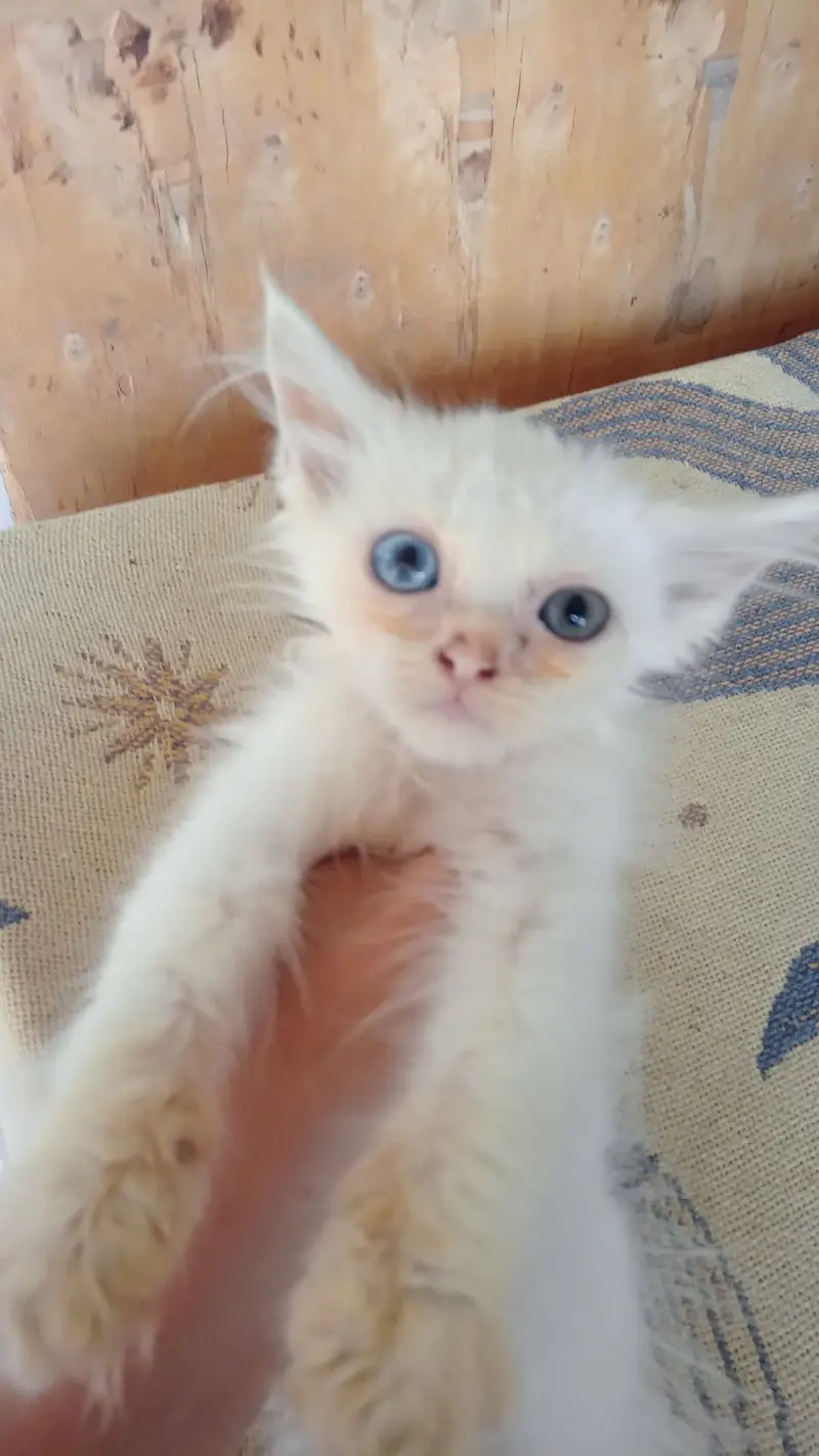 White Persian Kittens available — photo 2