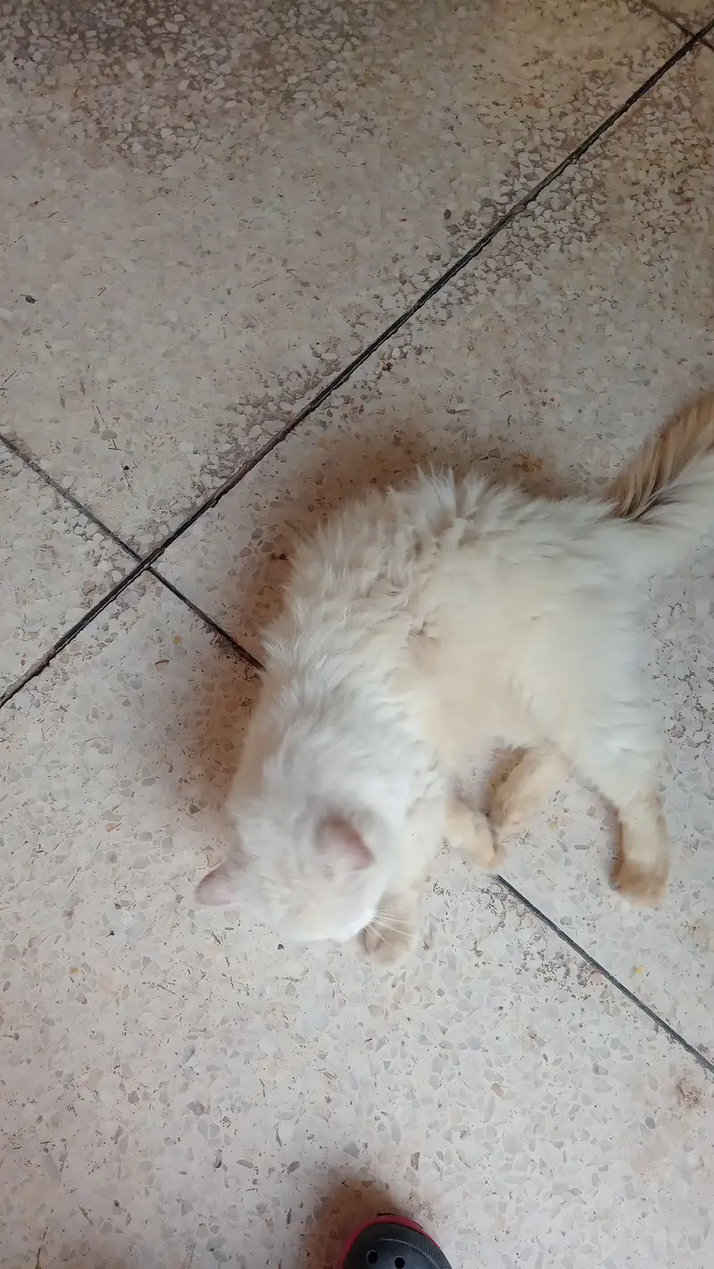 White Persian Kittens available — photo 3