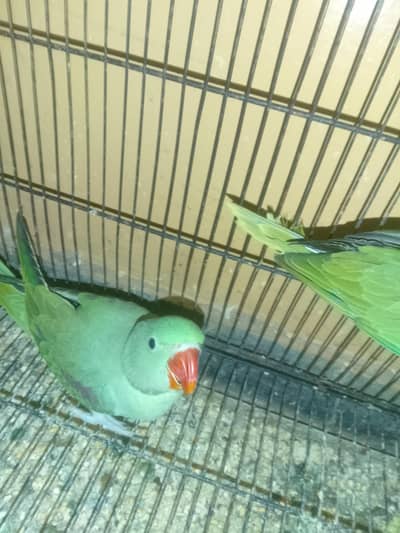 Raw parrot
