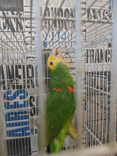 breeding pair , double headed amazons for sale 03196966098