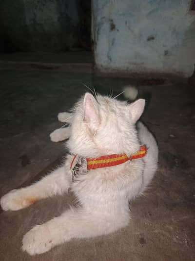 PERSIAN CAT 6 MONTH AGE THAILAND IMPORT FRIENDLY AND MANNERS FULL CAT