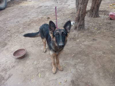 female German Shepherd For sale