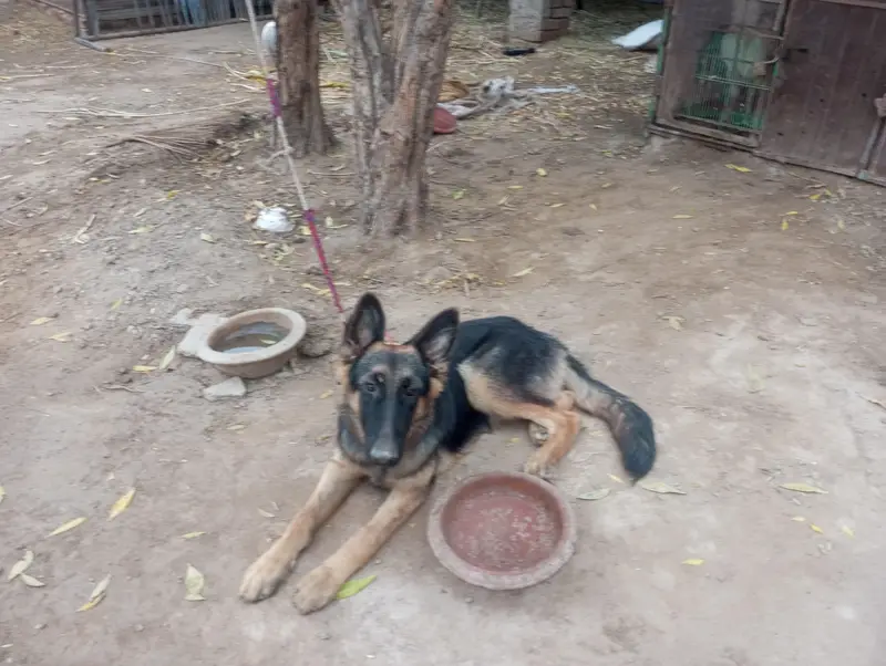 female German Shepherd For sale — photo 2