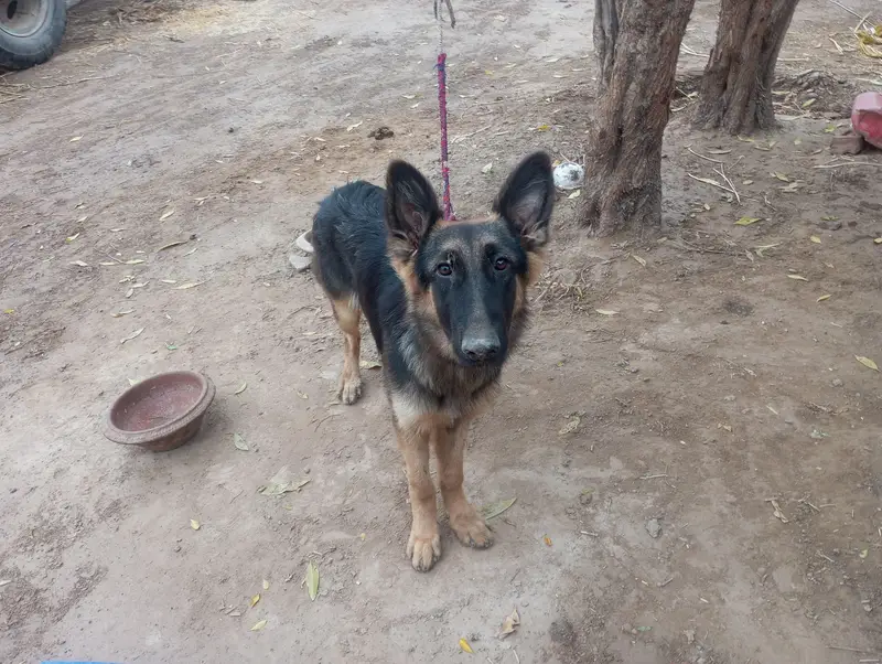 female German Shepherd For sale — photo 4