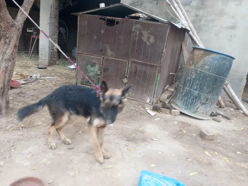 female German Shepherd For sale — photo 5