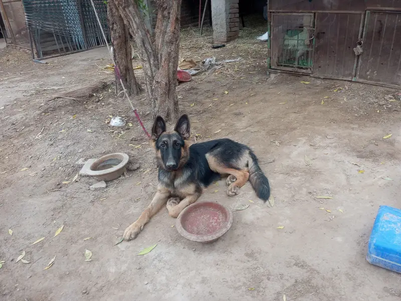 female German Shepherd For sale — photo 6