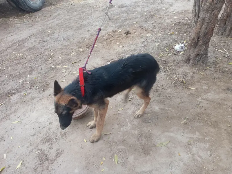 female German Shepherd For sale — photo 7