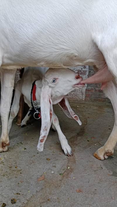 puer rajapuri bakri with bakri 6 month ki bachi 2no active hn